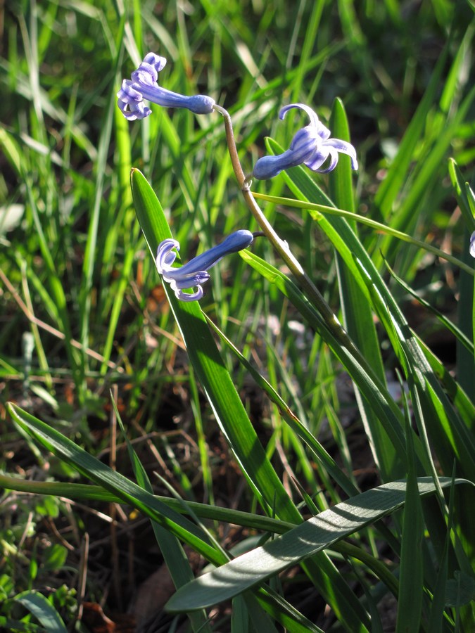 Image of Hyacinthus orientalis specimen.