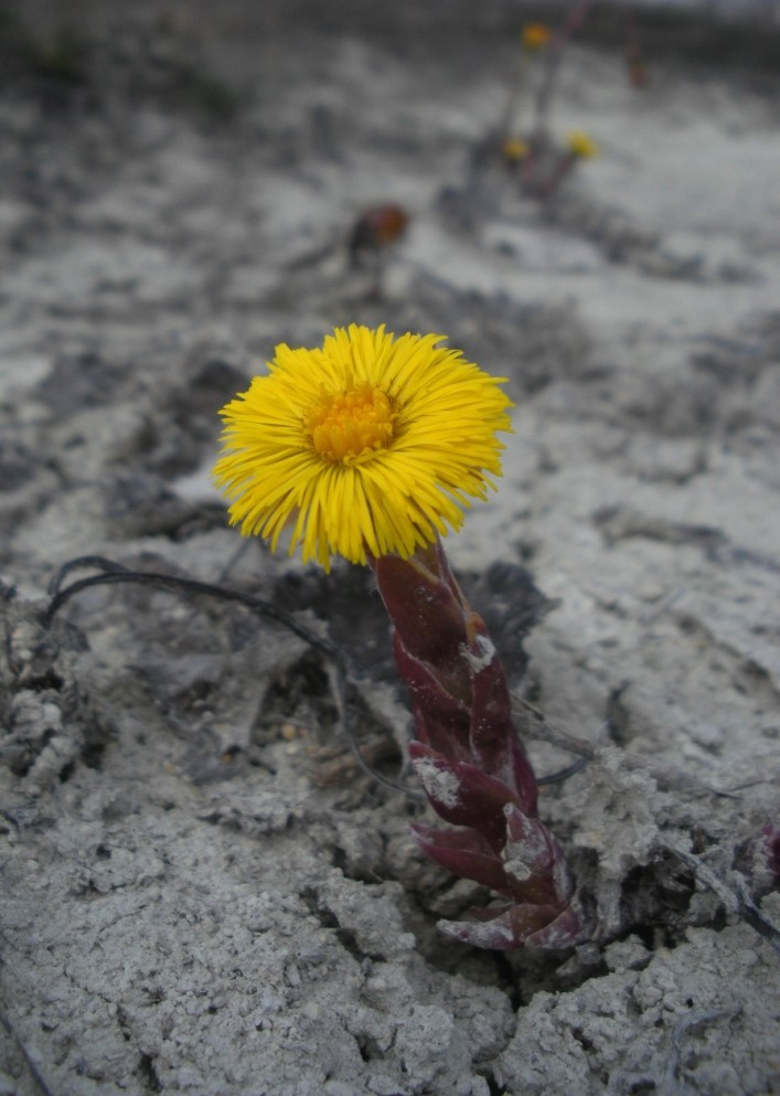 Изображение особи Tussilago farfara.