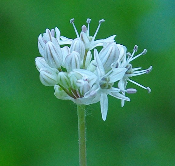 Image of Allium tulipifolium specimen.