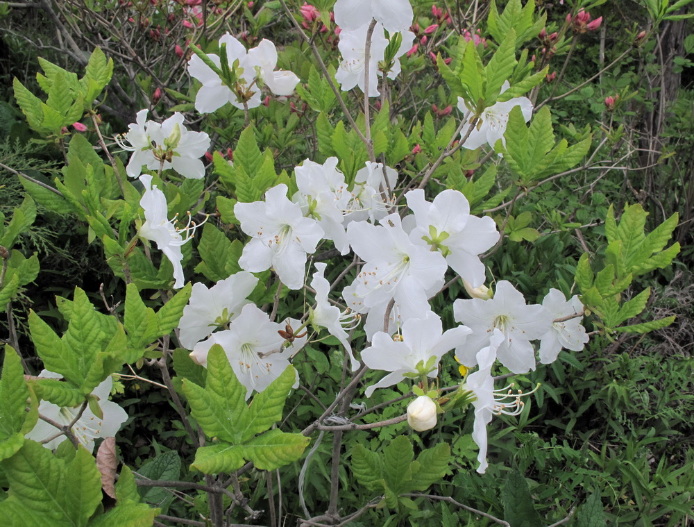 Изображение особи Rhododendron schlippenbachii.