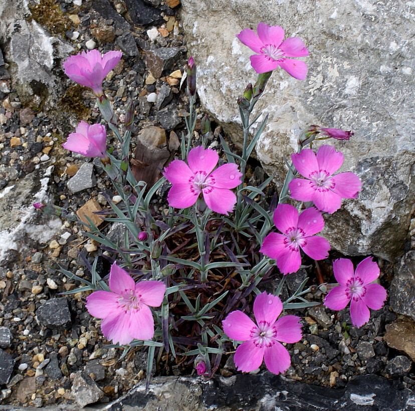 Изображение особи Dianthus gratianopolitanus.