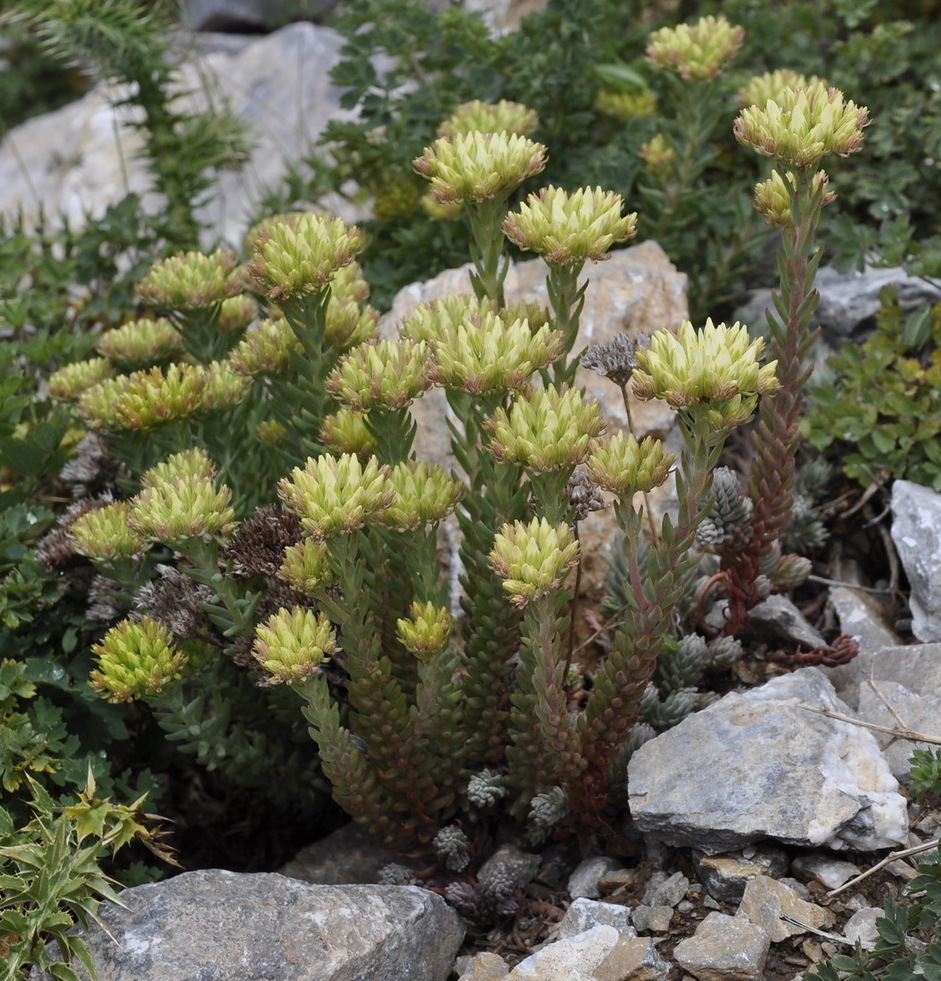 Image of Sedum ochroleucum specimen.