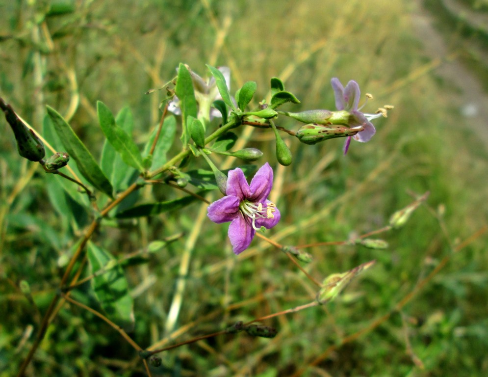 Изображение особи Lycium barbarum.