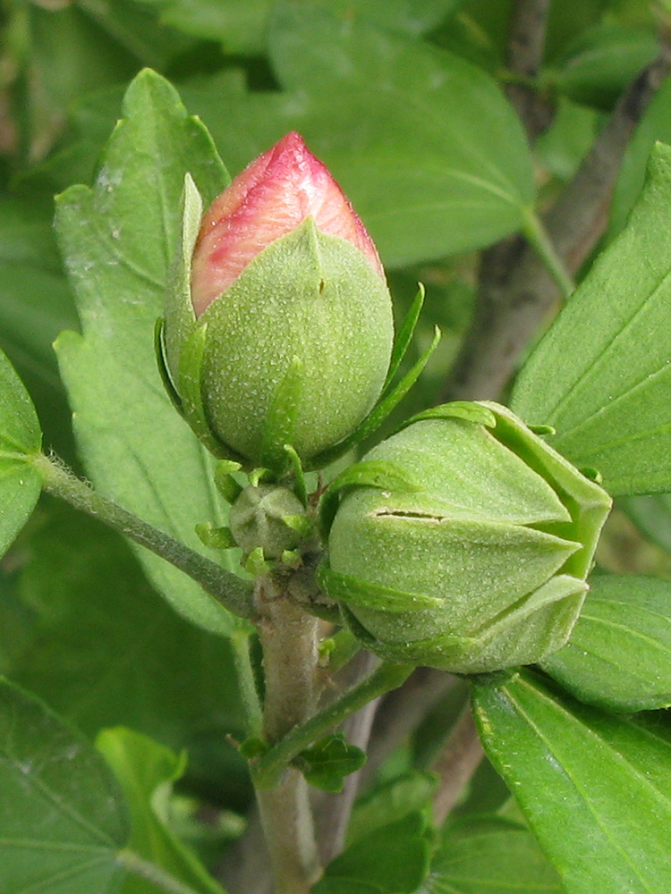 Изображение особи Hibiscus syriacus.