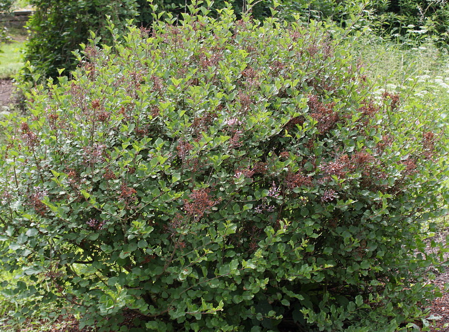 Image of Syringa meyeri specimen.