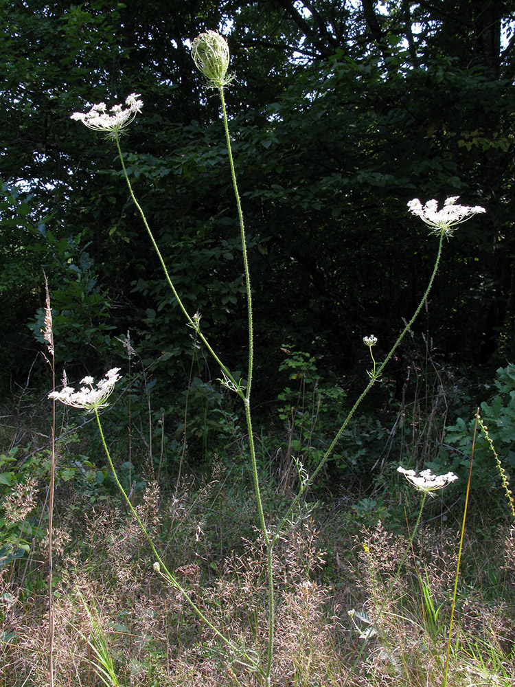 Изображение особи Daucus carota.