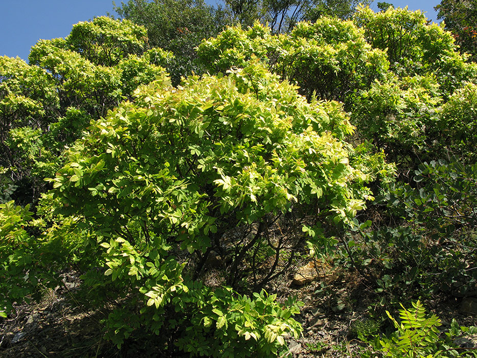 Image of Rhus coriaria specimen.