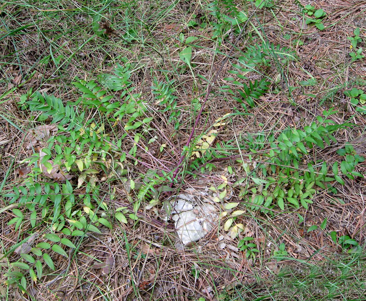 Image of Polemonium caeruleum specimen.