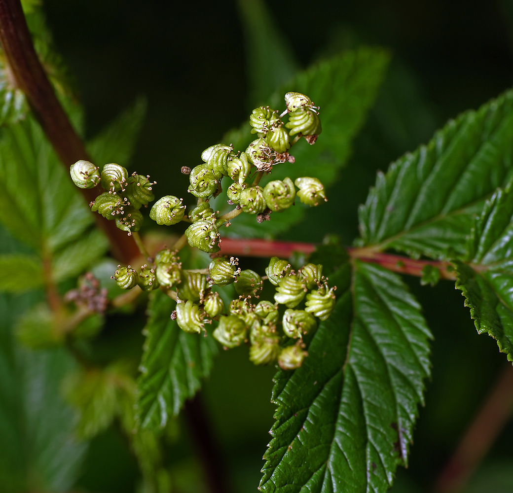 Image of Filipendula ulmaria specimen.