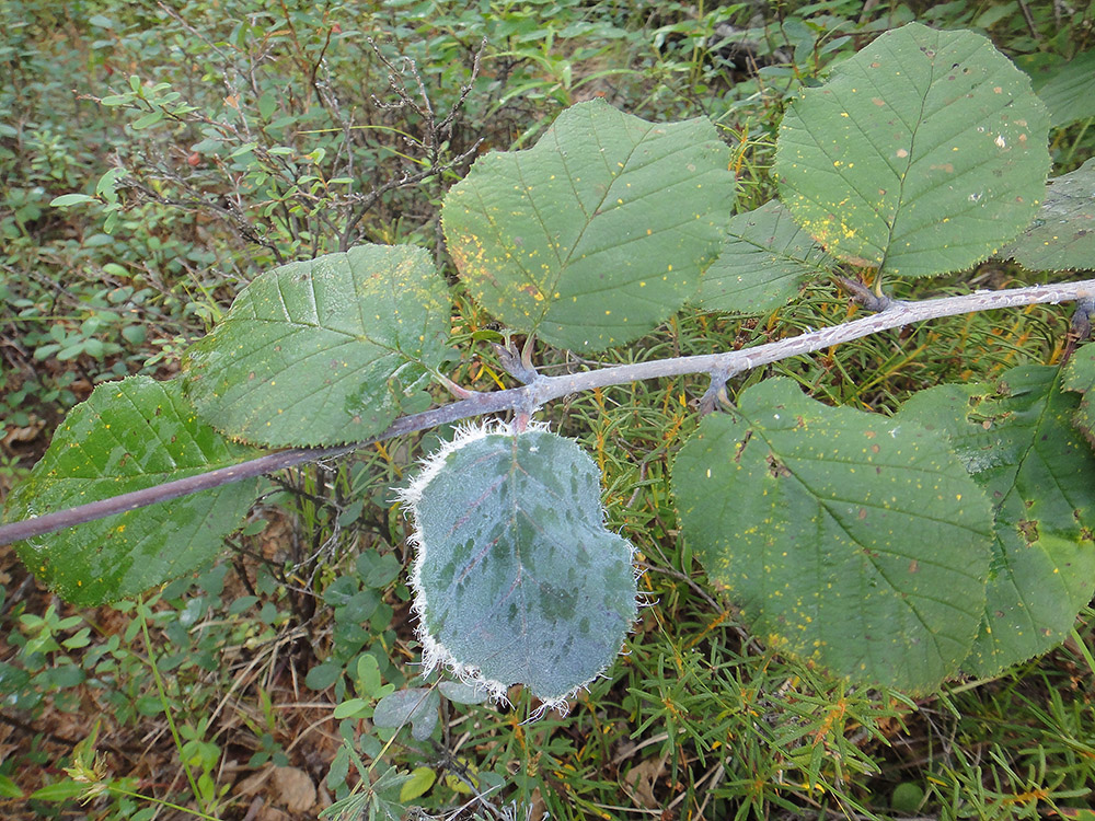 Изображение особи Duschekia fruticosa.