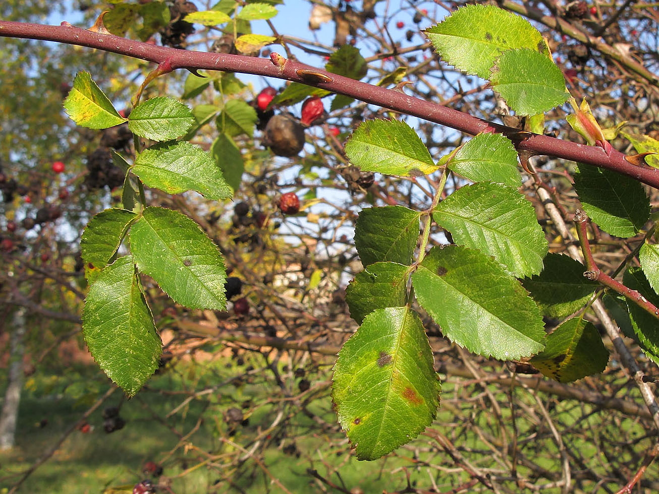 Image of Rosa iberica specimen.