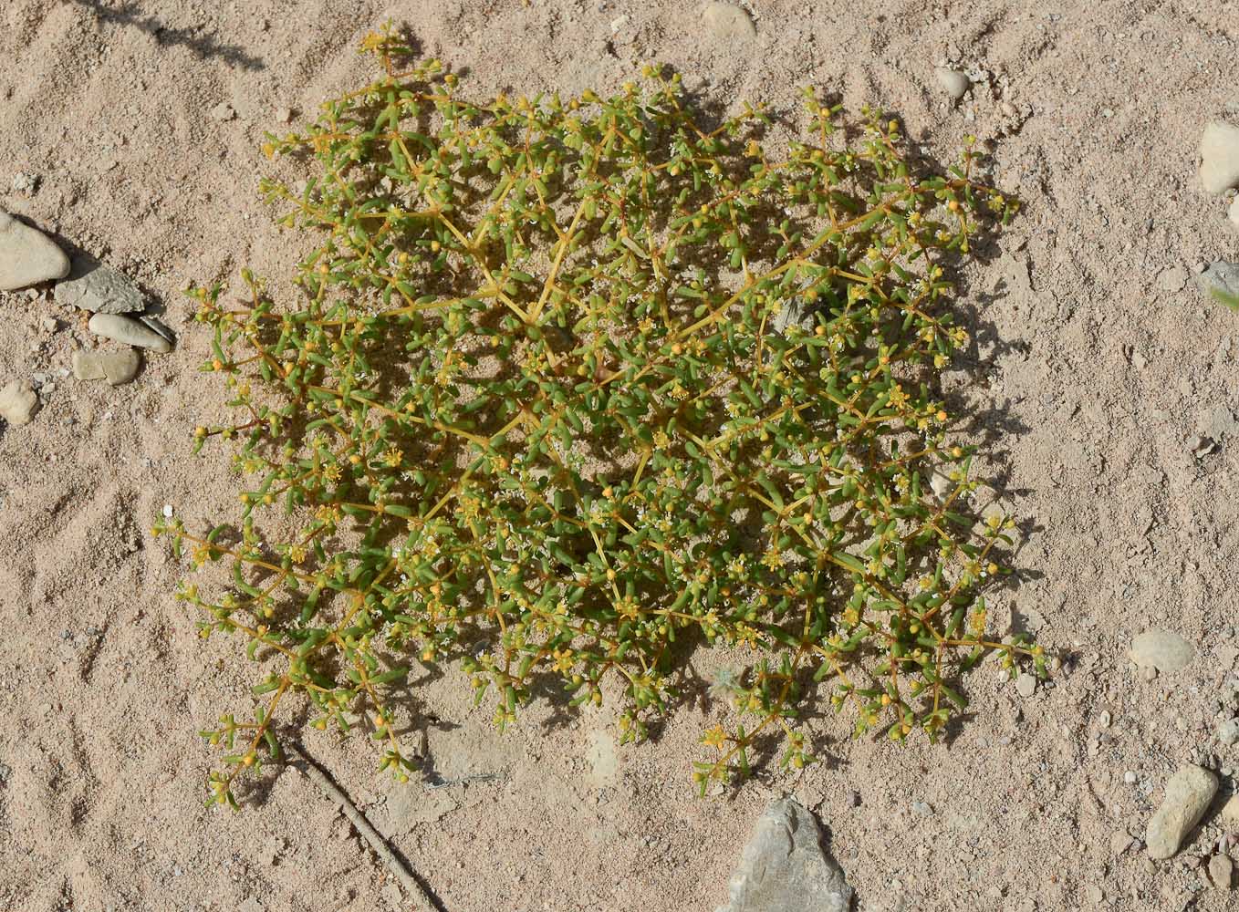 Image of Tetraena simplex specimen.