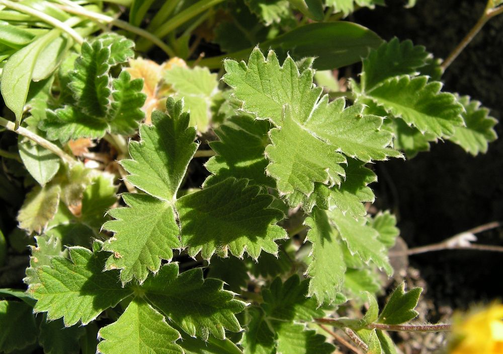 Image of Potentilla nivea specimen.