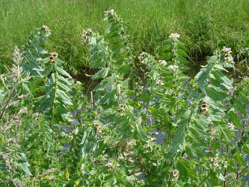 Изображение особи Hyoscyamus niger.