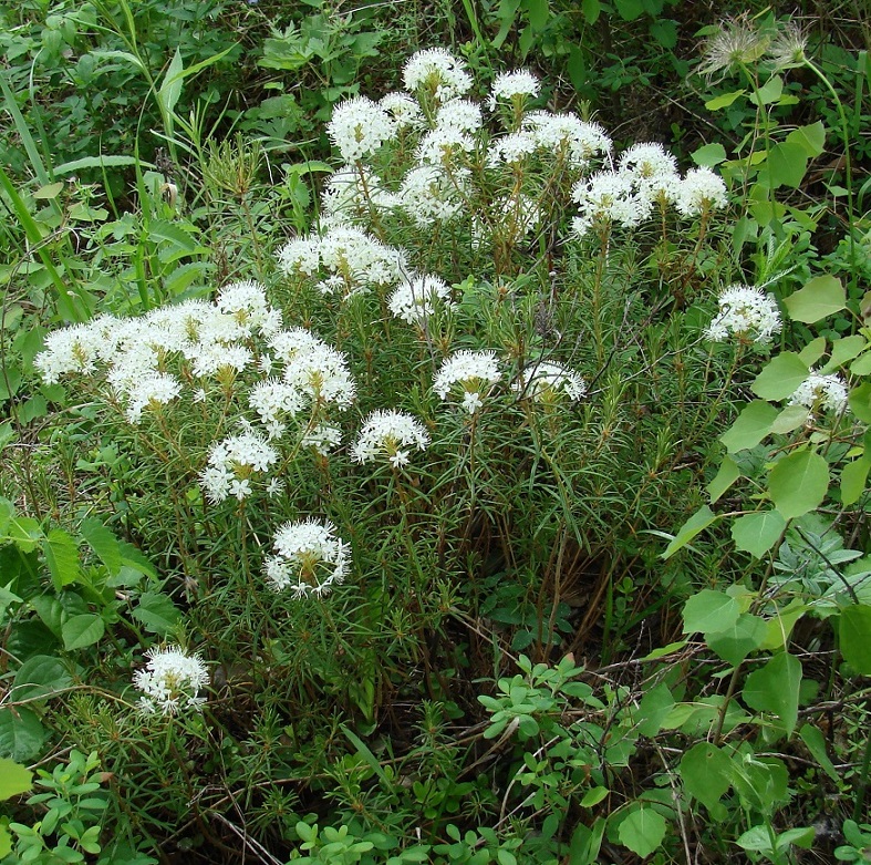 Image of Ledum palustre specimen.