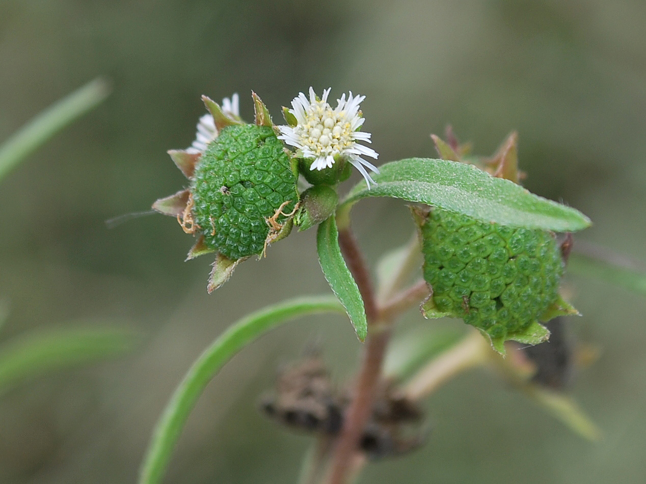 Image of Eclipta prostrata specimen.