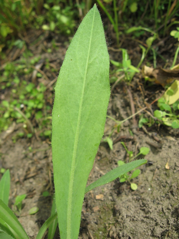 Image of Pilosella lydiae specimen.