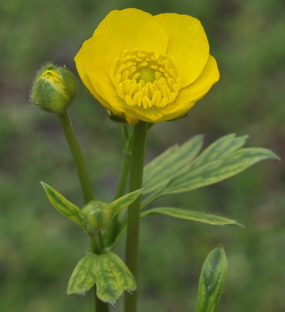 Изображение особи род Ranunculus.