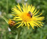 Inula helenium