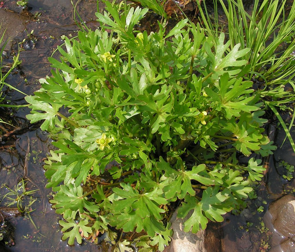 Изображение особи Ranunculus sceleratus.