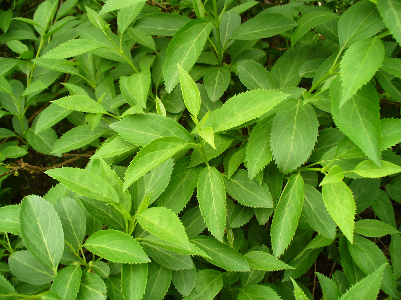 Image of Forsythia × intermedia specimen.