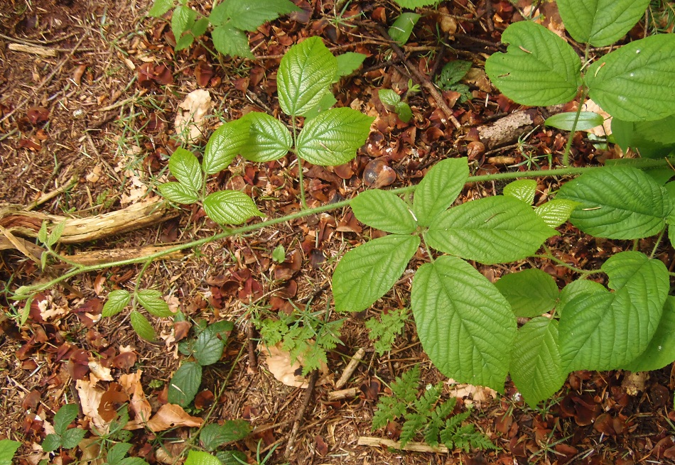 Изображение особи род Rubus.