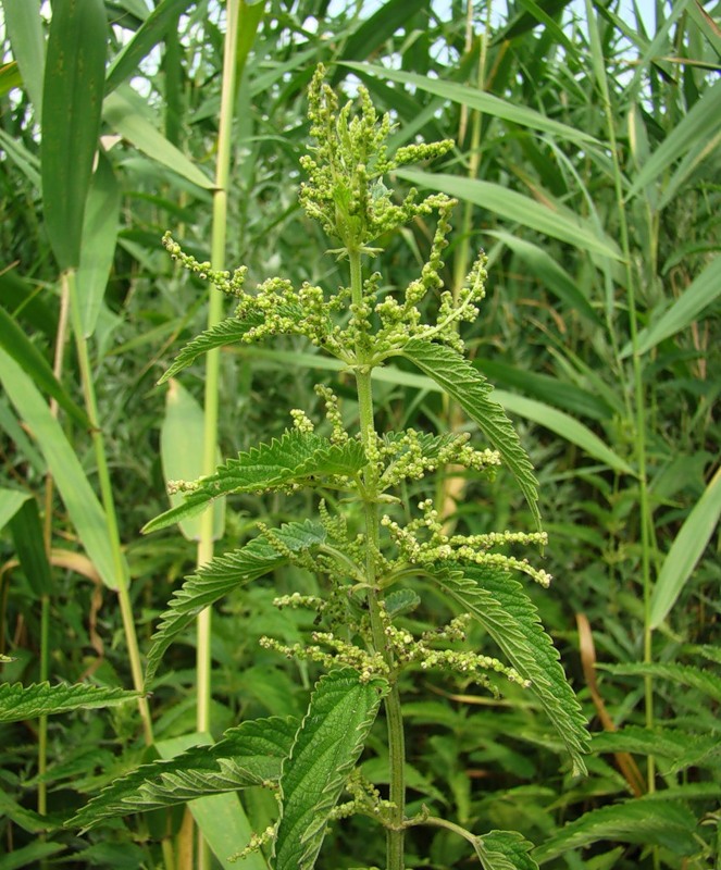 Image of Urtica pubescens specimen.