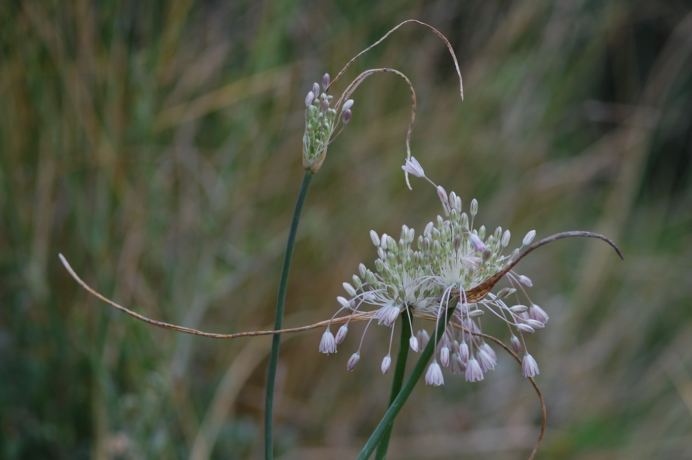 Изображение особи Allium podolicum.