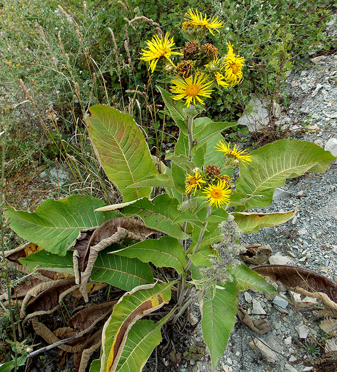 Image of Inula helenium specimen.