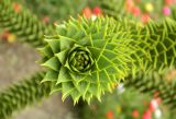 Araucaria araucana