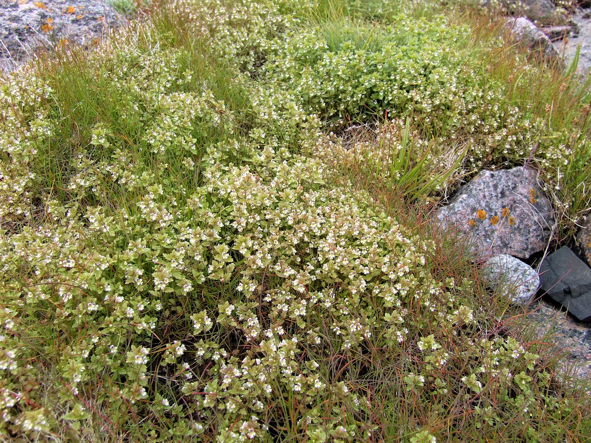 Image of genus Euphrasia specimen.