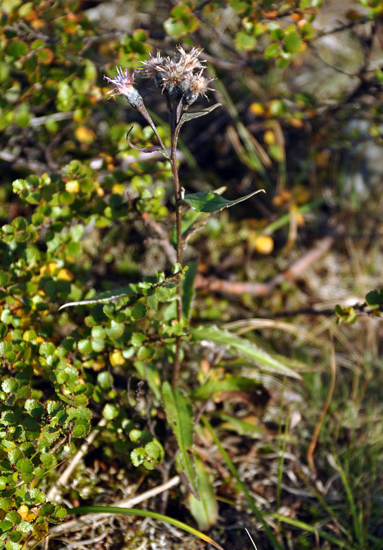 Image of Saussurea alpina specimen.