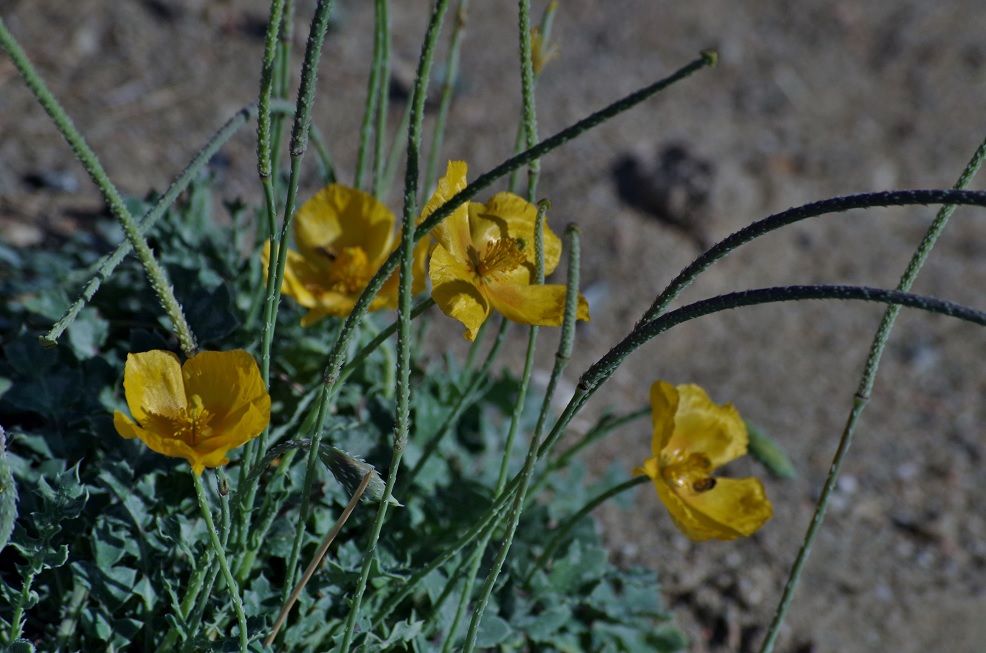 Image of Glaucium squamigerum specimen.