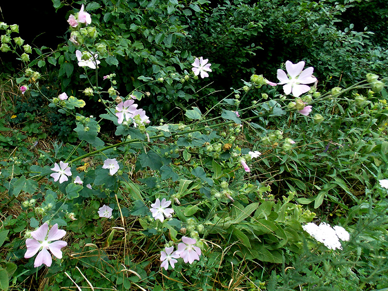 Image of Malva thuringiaca specimen.