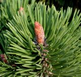 Pinus mugo. Верхушка побега с вегетативной почкой ('Mops'). Германия, г. Дюссельдорф, Ботанический сад университета. 05.09.2014.
