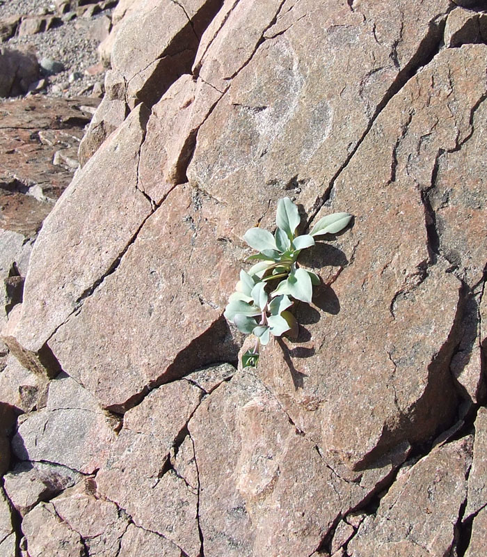 Image of Mertensia maritima specimen.