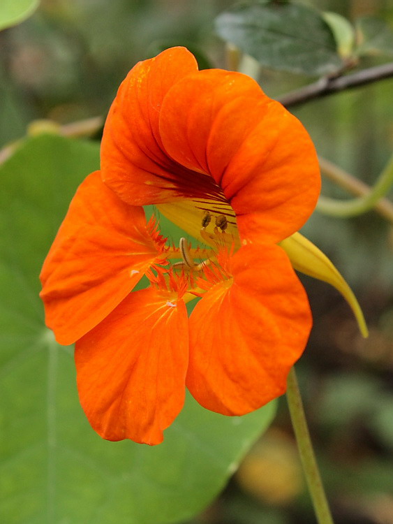 Изображение особи Tropaeolum majus.