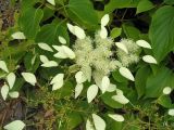 Schizophragma hydrangeoides