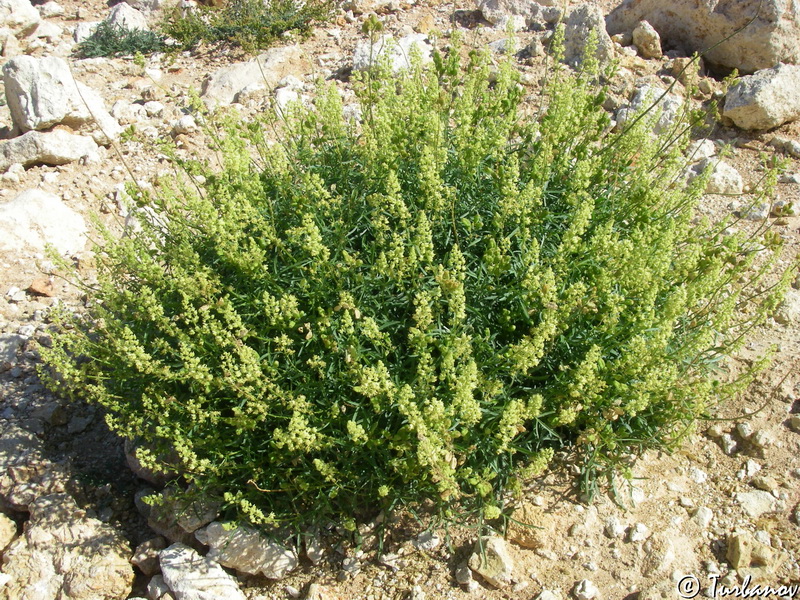 Image of Reseda lutea specimen.