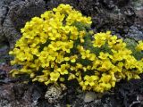 Draba bryoides. Цветущее растение. Высота 1,5-2 см, растет на камнях. Кавказ, северные отроги Эльбруса, ≈ 3600 м н.у.м. Июнь 2008 г.