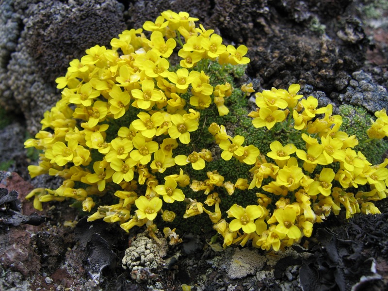 Image of Draba bryoides specimen.