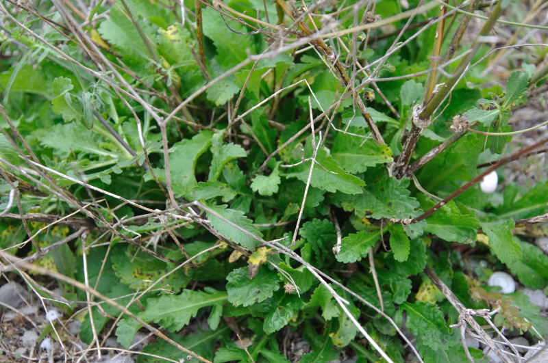 Image of Sixalix atropurpurea specimen.