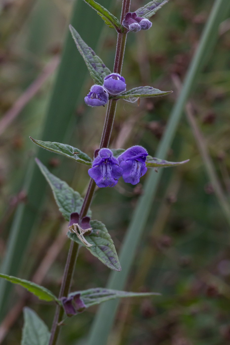 Image of Scutellaria galericulata specimen.