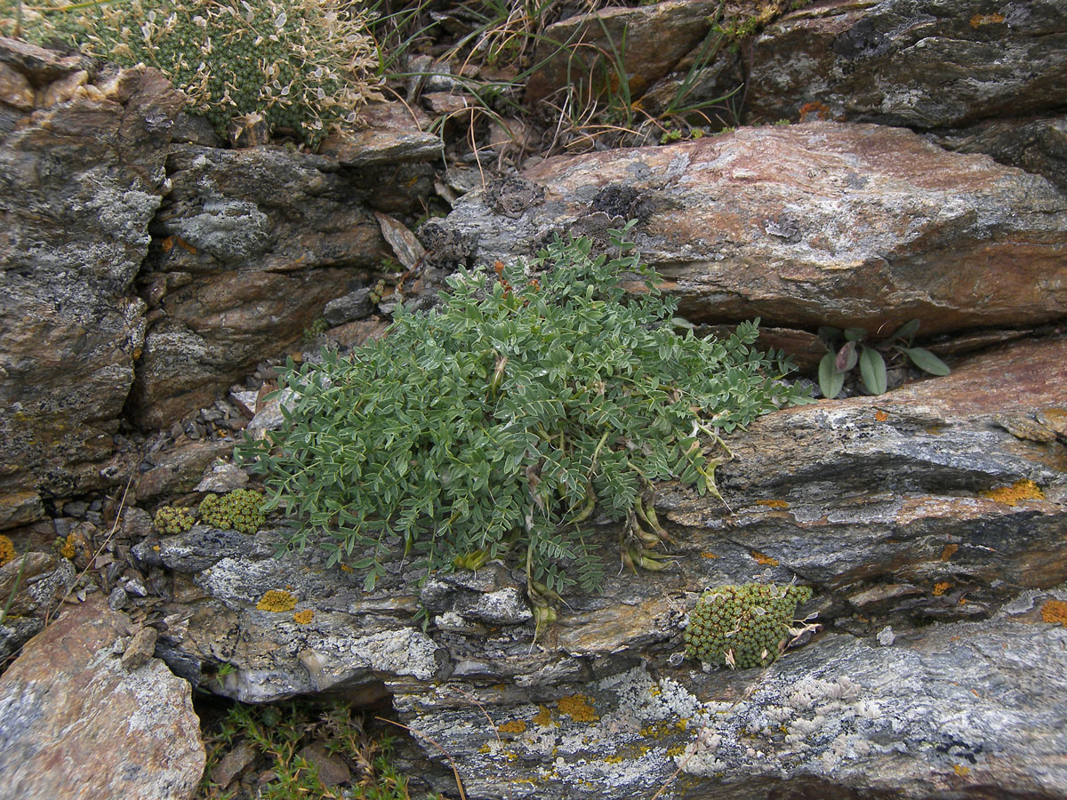 Изображение особи Astragalus levieri.