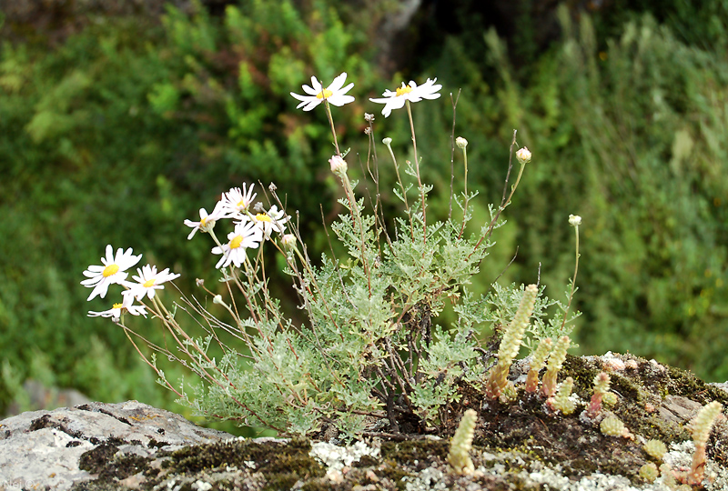 Image of Chrysanthemum sinuatum specimen.