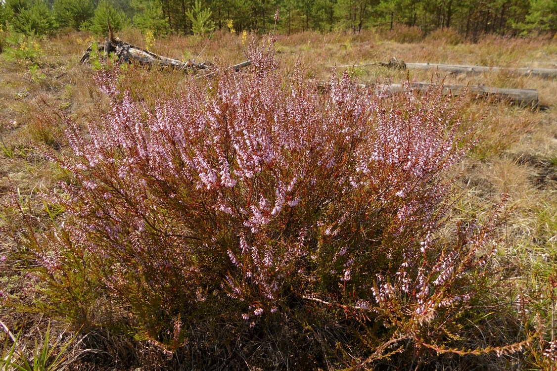 Image of Calluna vulgaris specimen.