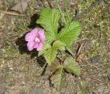 Rubus arcticus. Цветущее растение на обочине дороги. Иркутская обл., Шелеховский р-н, окр. пос. Глубокая. 22.06.2014.