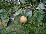 Malus prunifolia. Часть ветви с созревающим плодом. Восточное Подмосковье, Ногинский р-н, окр. ж.-д. платформы \"33-й км\". 03.08.2015.