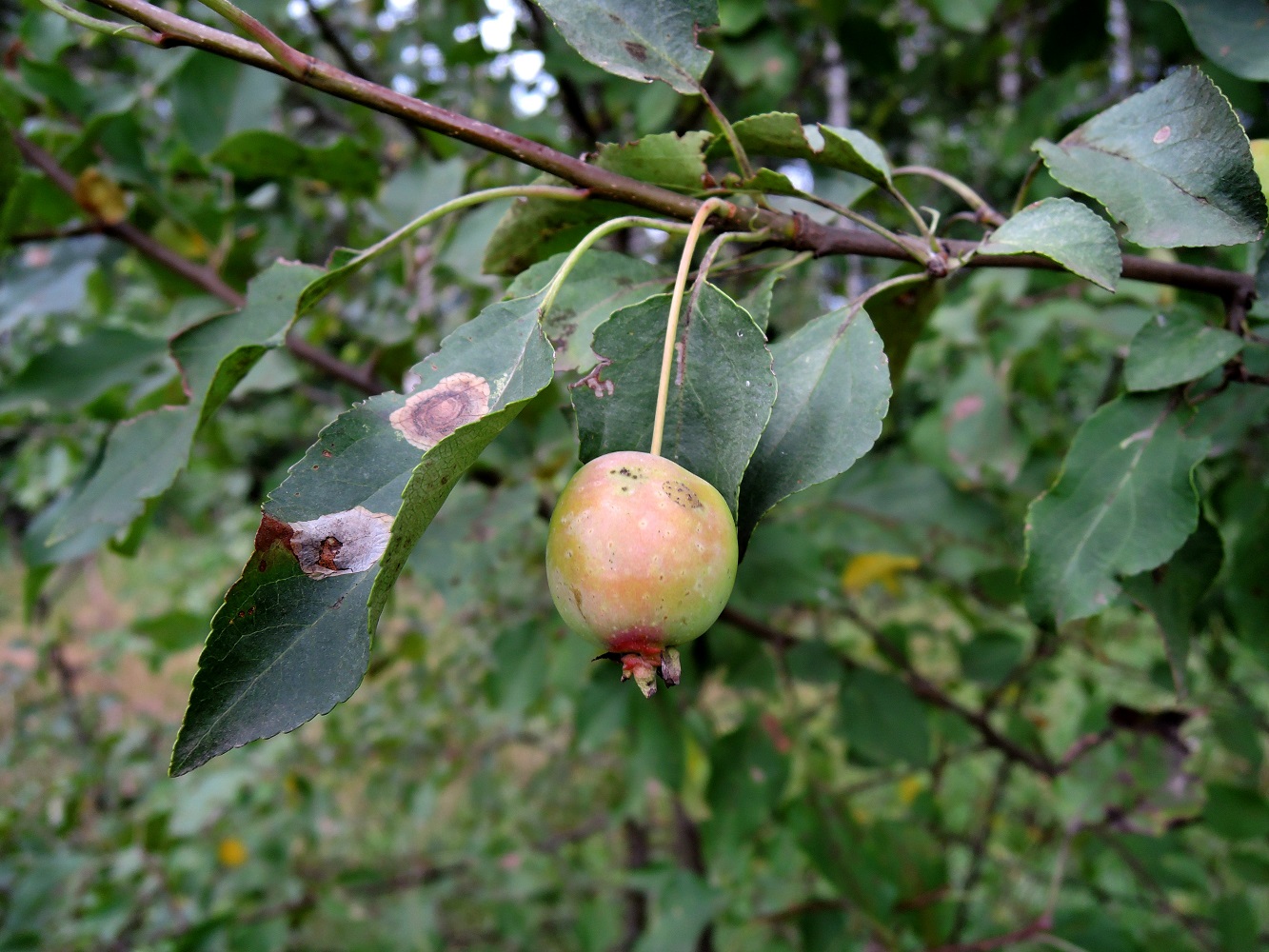 Image of Malus prunifolia specimen.