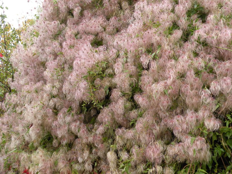 Image of genus Clematis specimen.